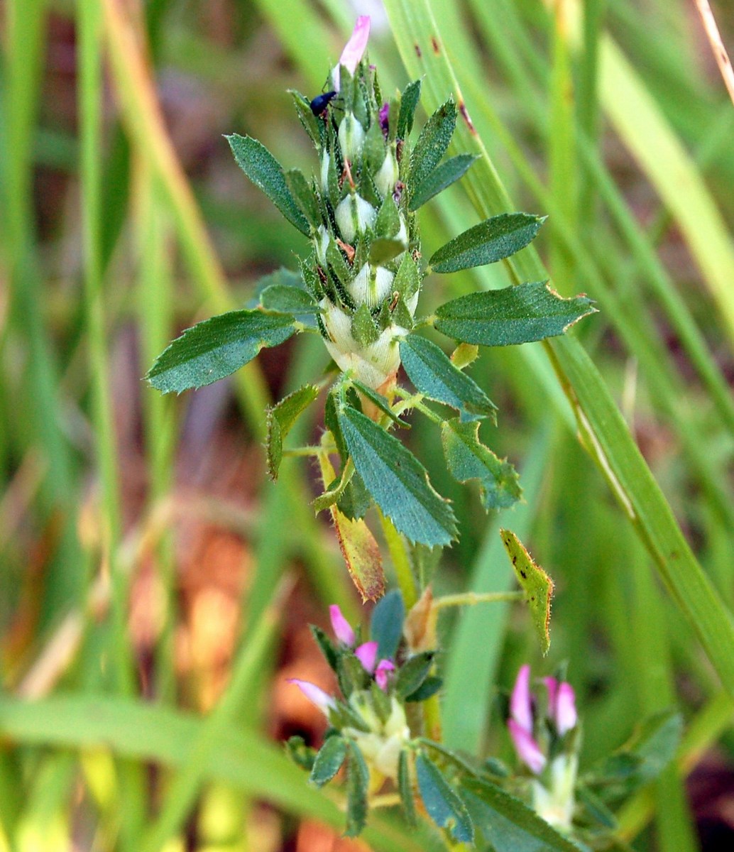 Ononis spp.